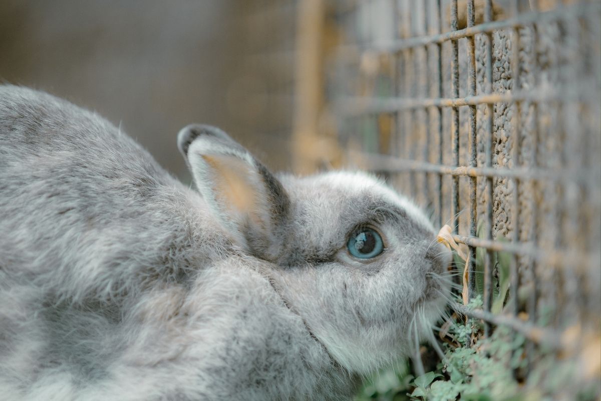 Coelho anão: quais os cuidados que devemos ter em casa?