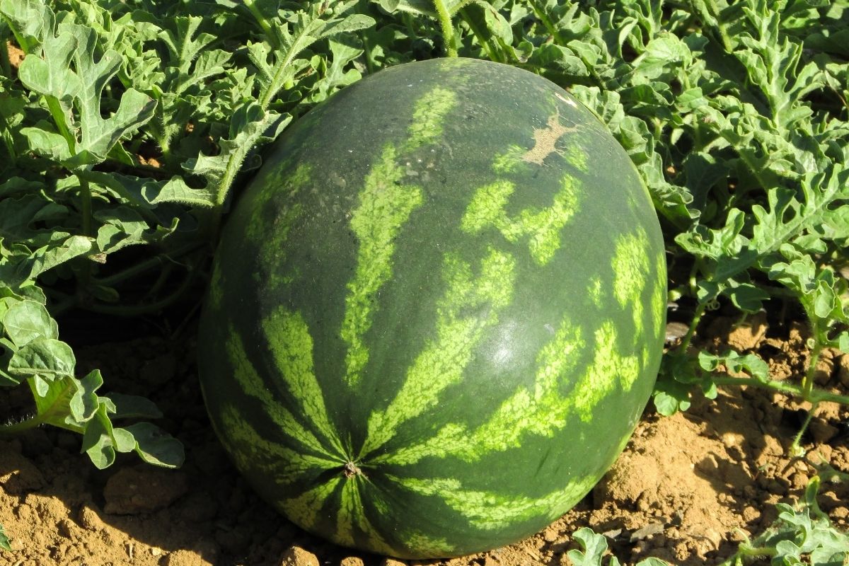 Dicas importantes para quando for plantar melancia! 