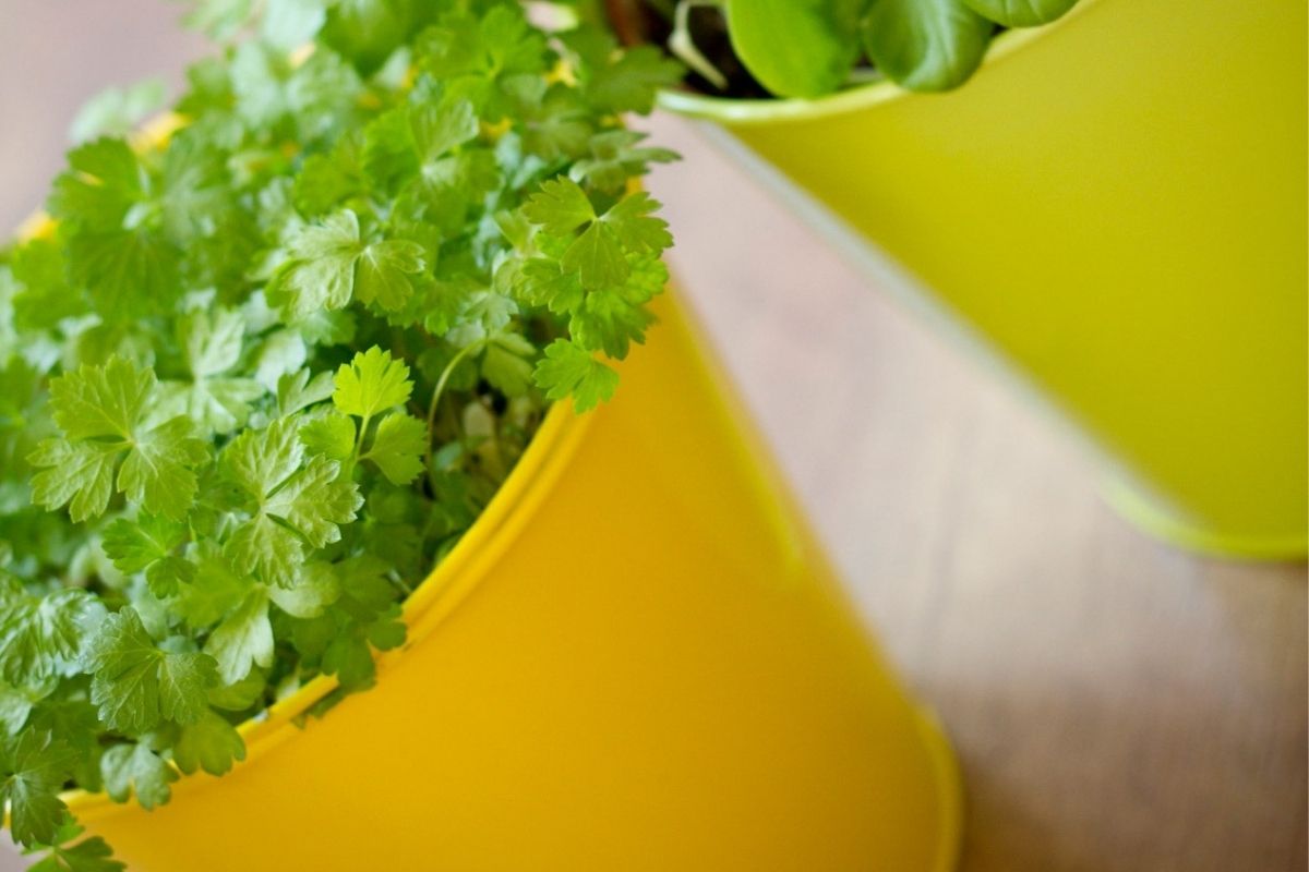 Método completo de como plantar coentro rápido no vaso: dicas infalíveis