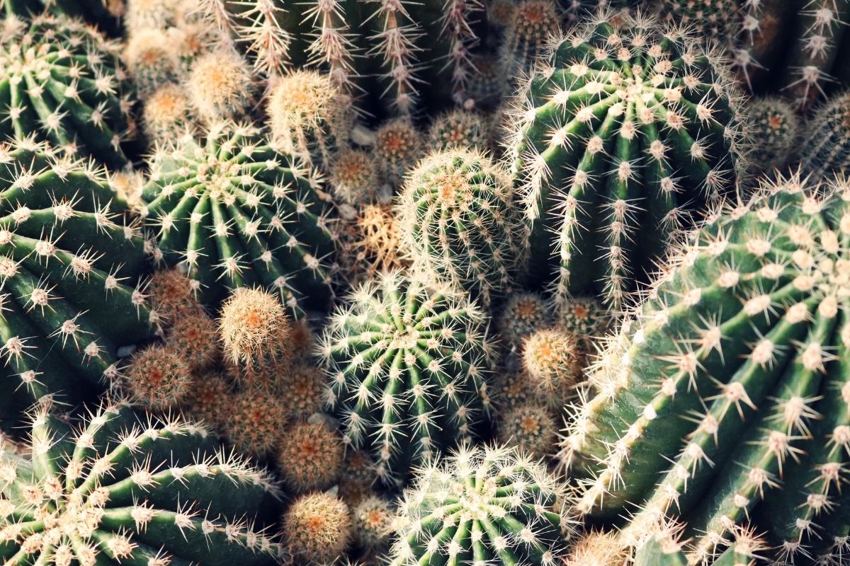 Guia completo de como cuidar de cactos: veja como é simples e fácil