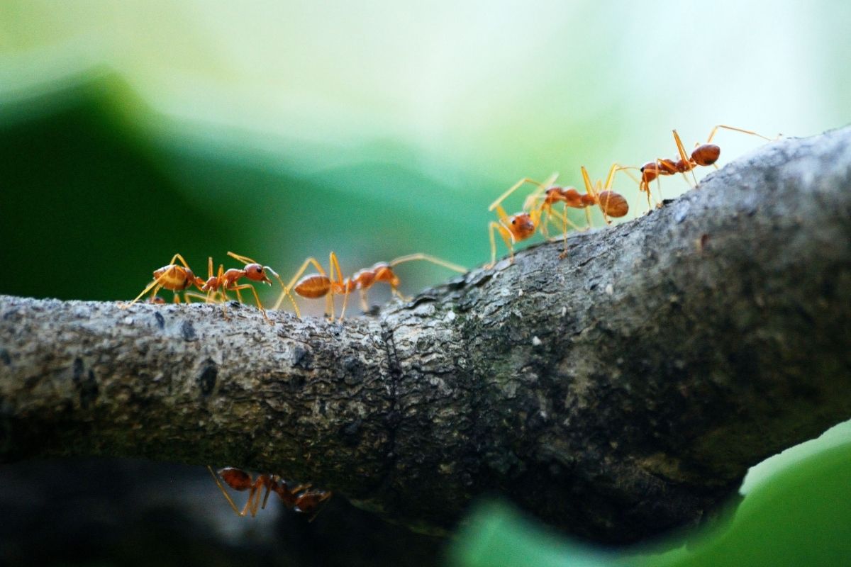 Como eliminar formigas de casa: misturinha caseira usada por muitos!