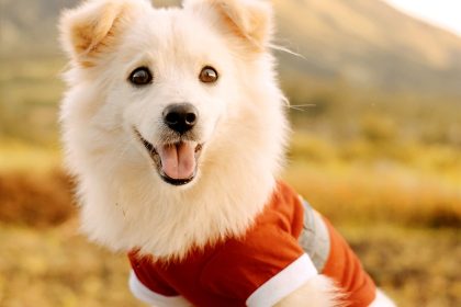 Roupa para cachorro com camiseta: desse jeito não passará mais frio, veja como fazer em casa