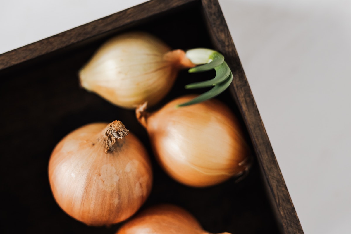 Colheita de cebola em vaso: com essas técnicas cresceram bem mais rápido. Imagem: Pexels