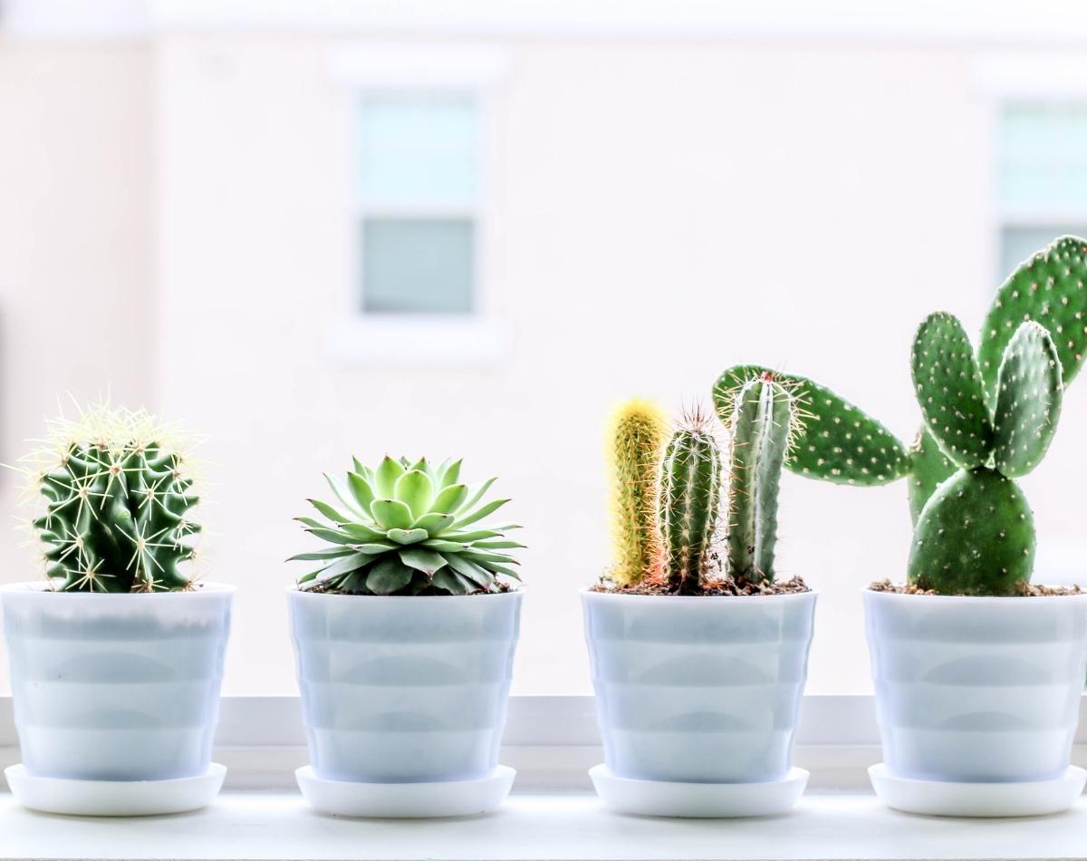 Como cuidar de suculentas: 3 dicas essenciais para sua planta! - foto: Canva