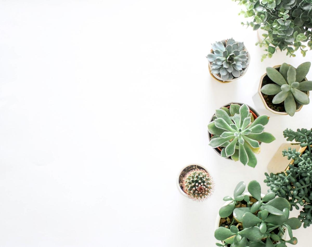 Como cuidar de suculentas: 3 dicas essenciais para sua planta! - foto: Canva