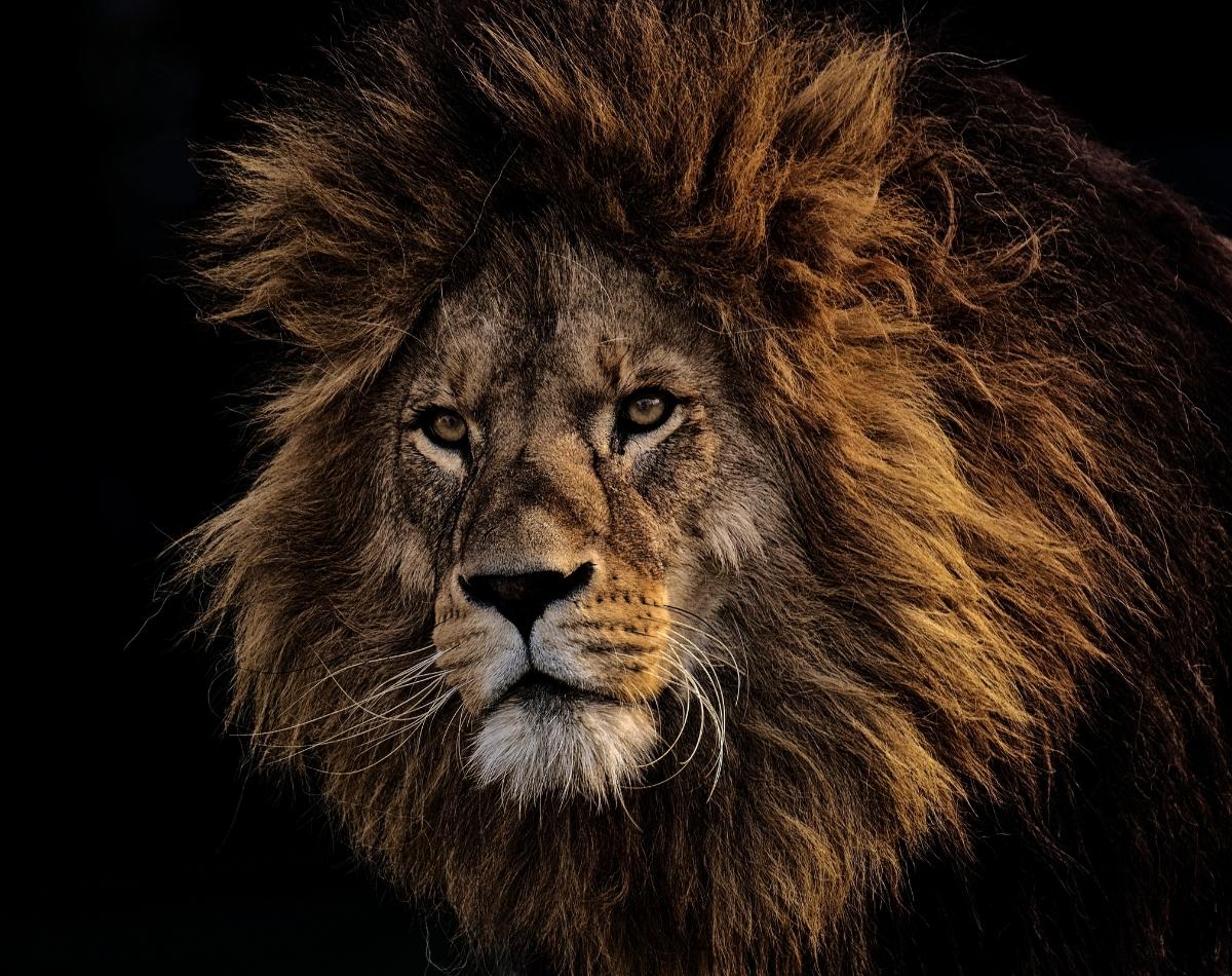 Descubra o significado de sonhar com leão e surpreenda-se! - foto: Canva