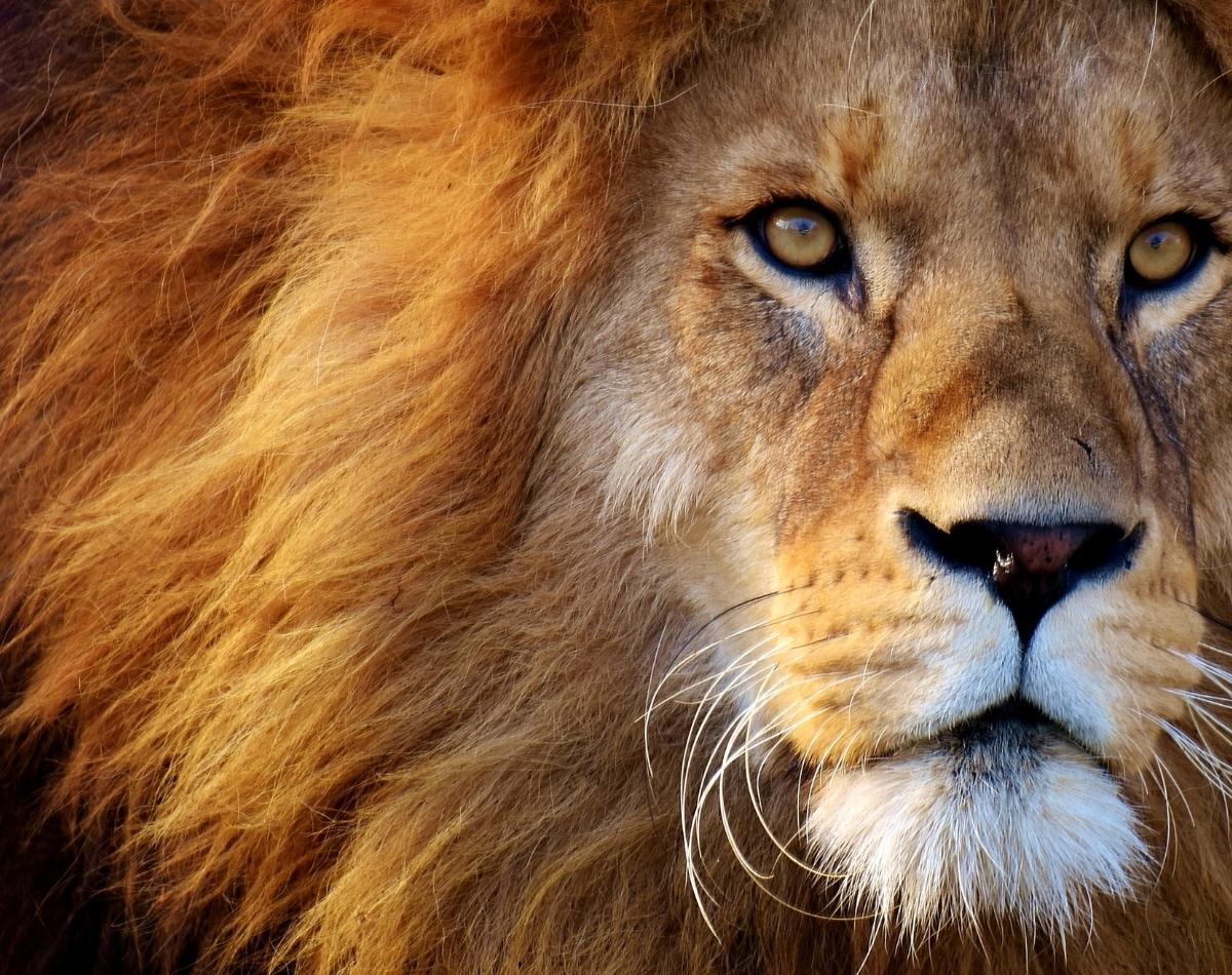 Descubra o significado de sonhar com leão e surpreenda-se! - foto: Canva