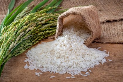 Plantação de arroz: maneiras mais conhecidas de como plantar, veja o resultado após isso - Canva
