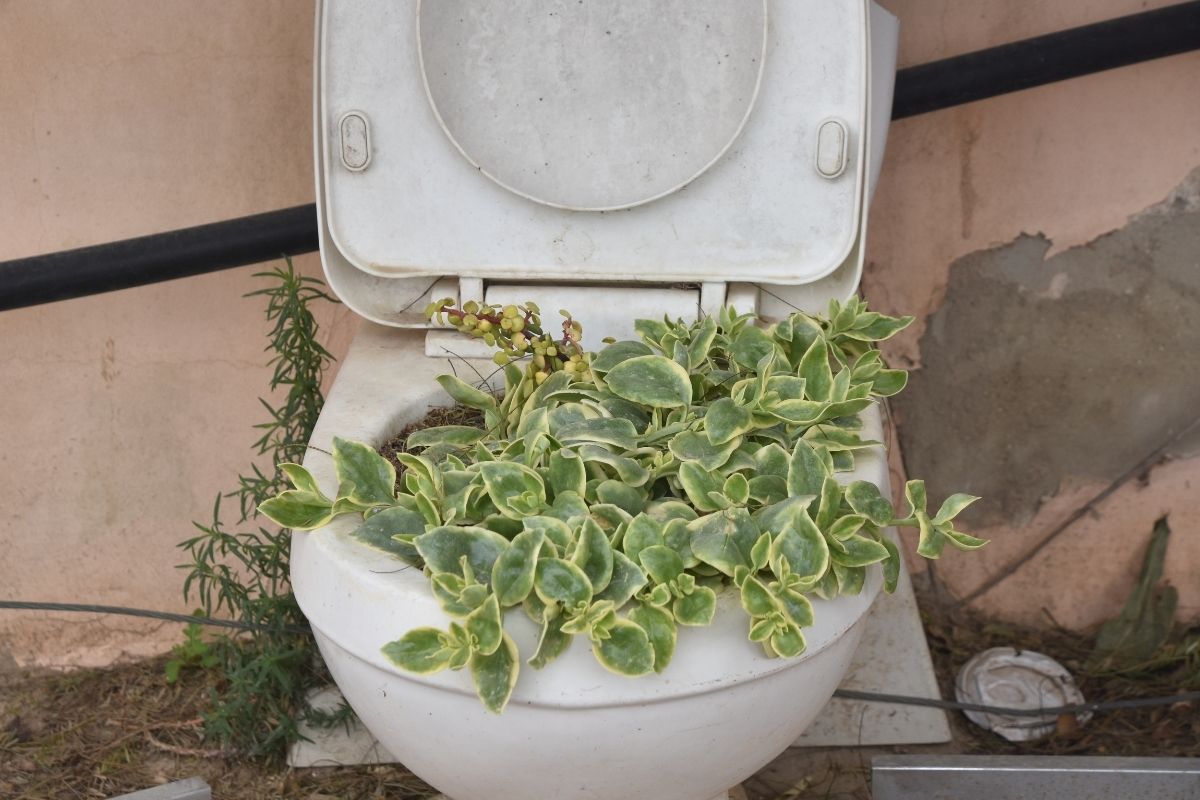 O que posso plantar em vaso sanitário? Não jogue-o fora! Fonte: Canva