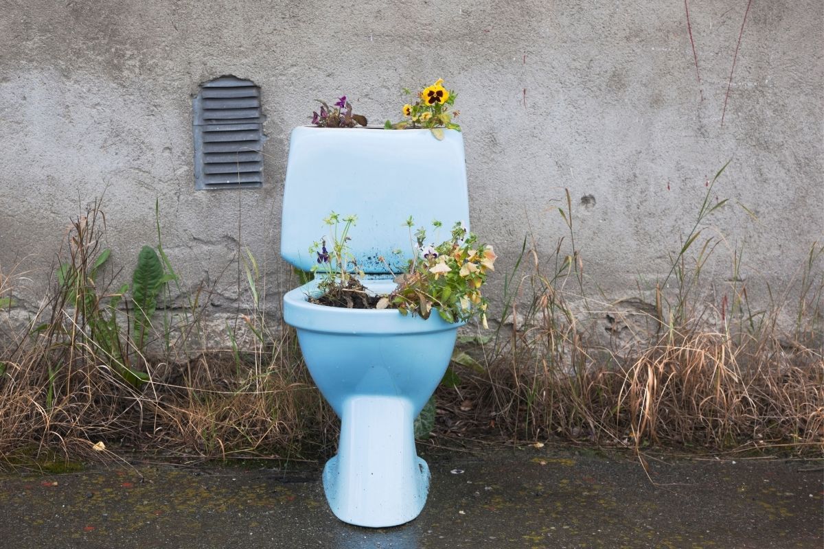Planta no vaso sanitário (Foto: Canva)