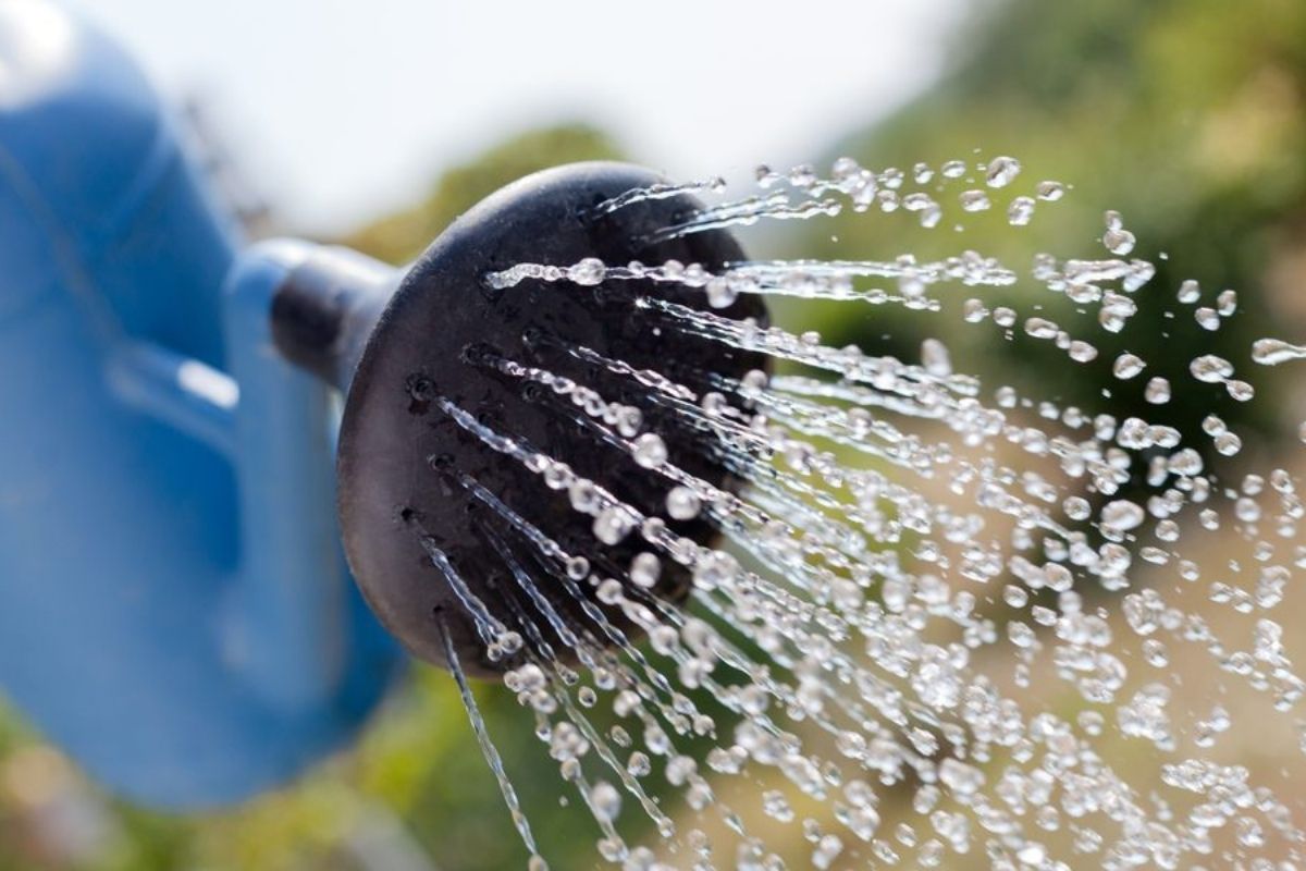 Segredo revelado! Tomate gosta de sol ou sombra? Confira! (Foto: canva)