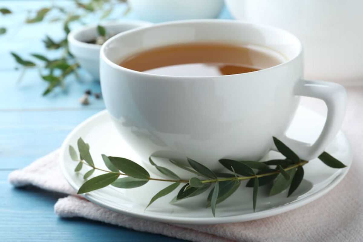 Tudo que você precisa saber sobre o chá de eucalipto! - Fonte: canva.