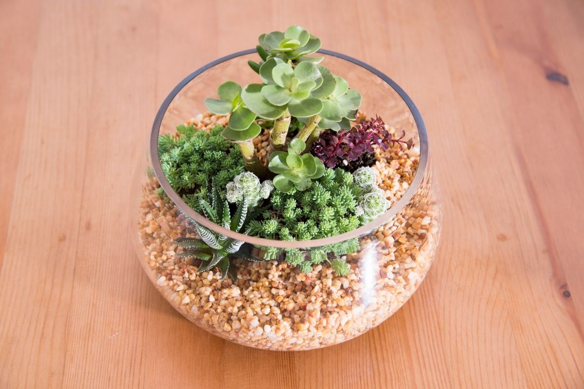 Vasos para suculentas: sua planta ficará ainda mais linda! Fonte: Canva