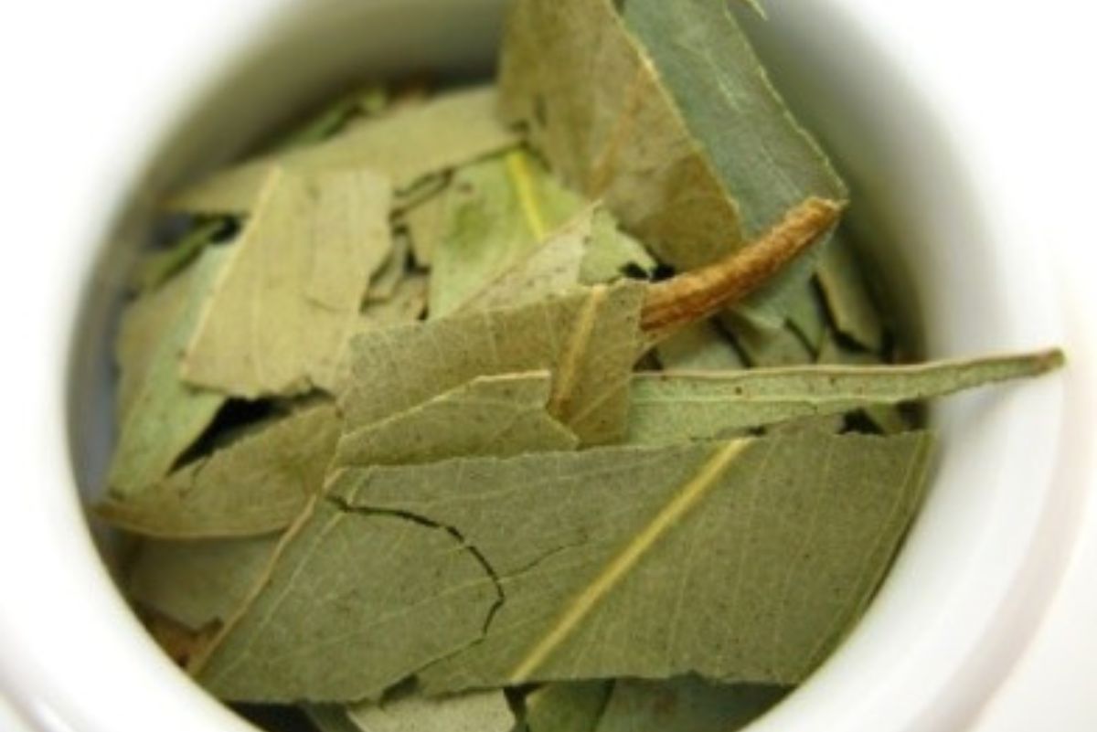 Chá de eucalipto: veja os benefícios e comece a beber agora mesmo! - Fonte: canva.