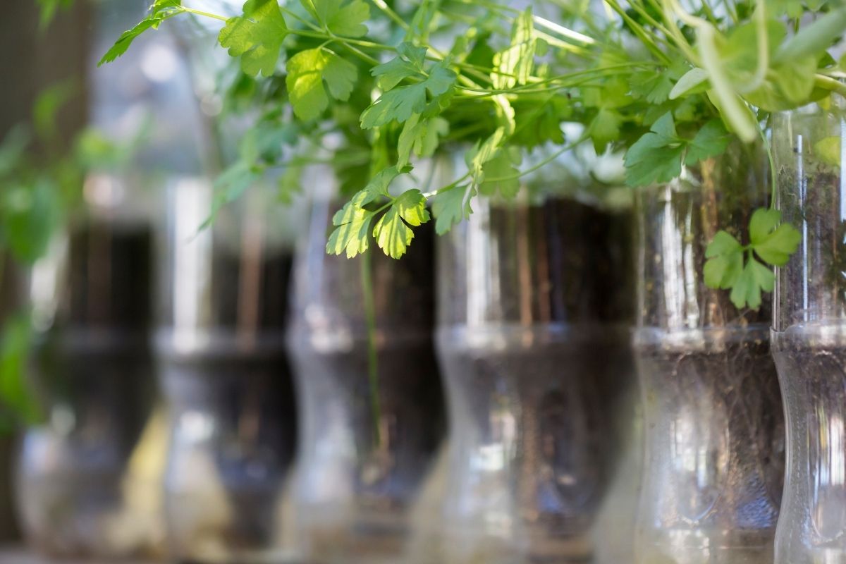 Como fazer uma horta no quintal com garrafa pet? O que pode ser plantado em garrafas pet? Imagem: Canva