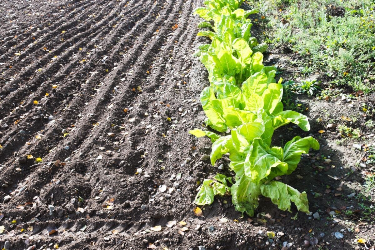 Alface: entende de uma vez por toda, será que ele gosta de sol, saiba o que essa planta mais gosta - Canva