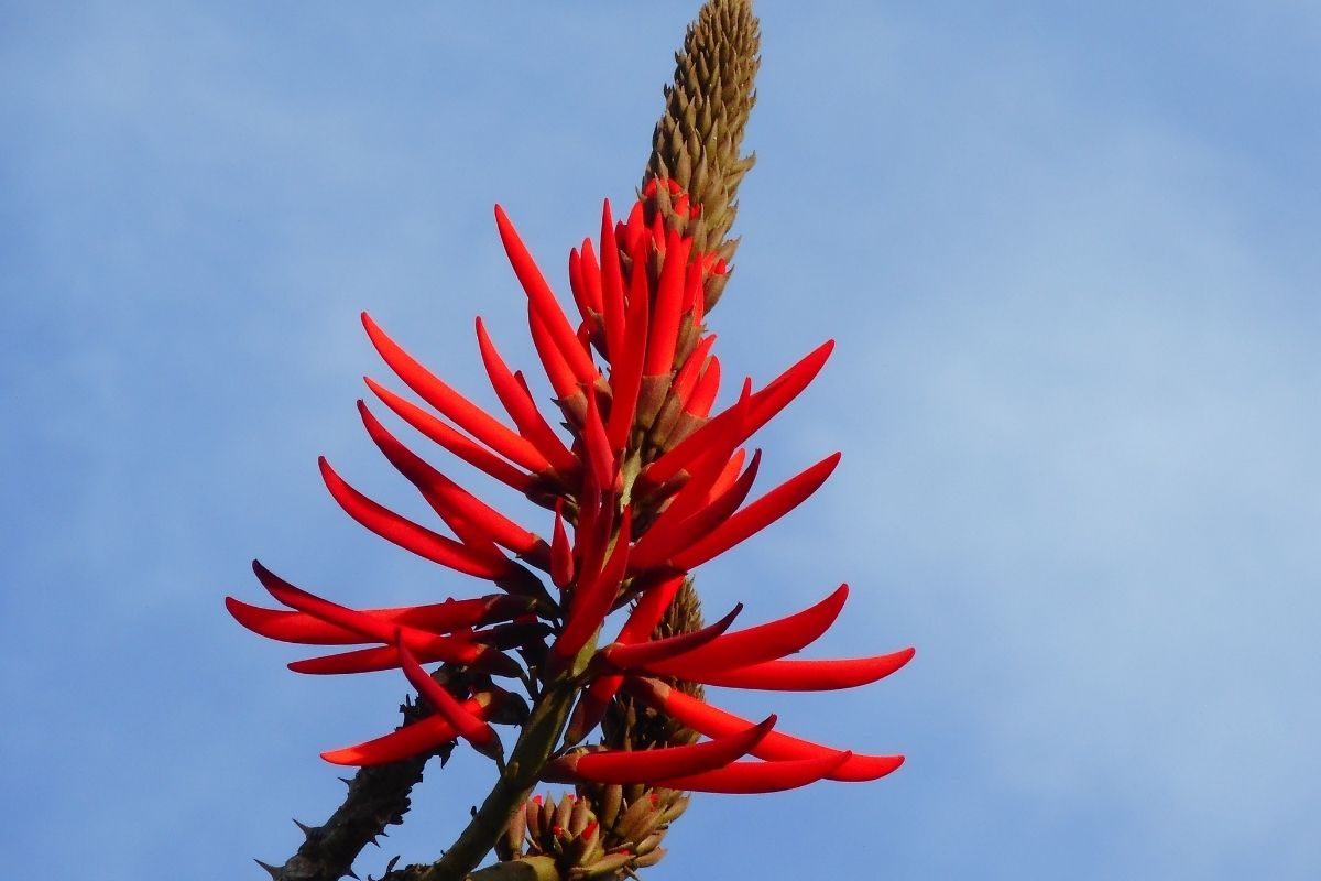 Chá de mulungu: veja para que serve e aproveite seus benefícios para dormir bem!/ Fonte: Canva