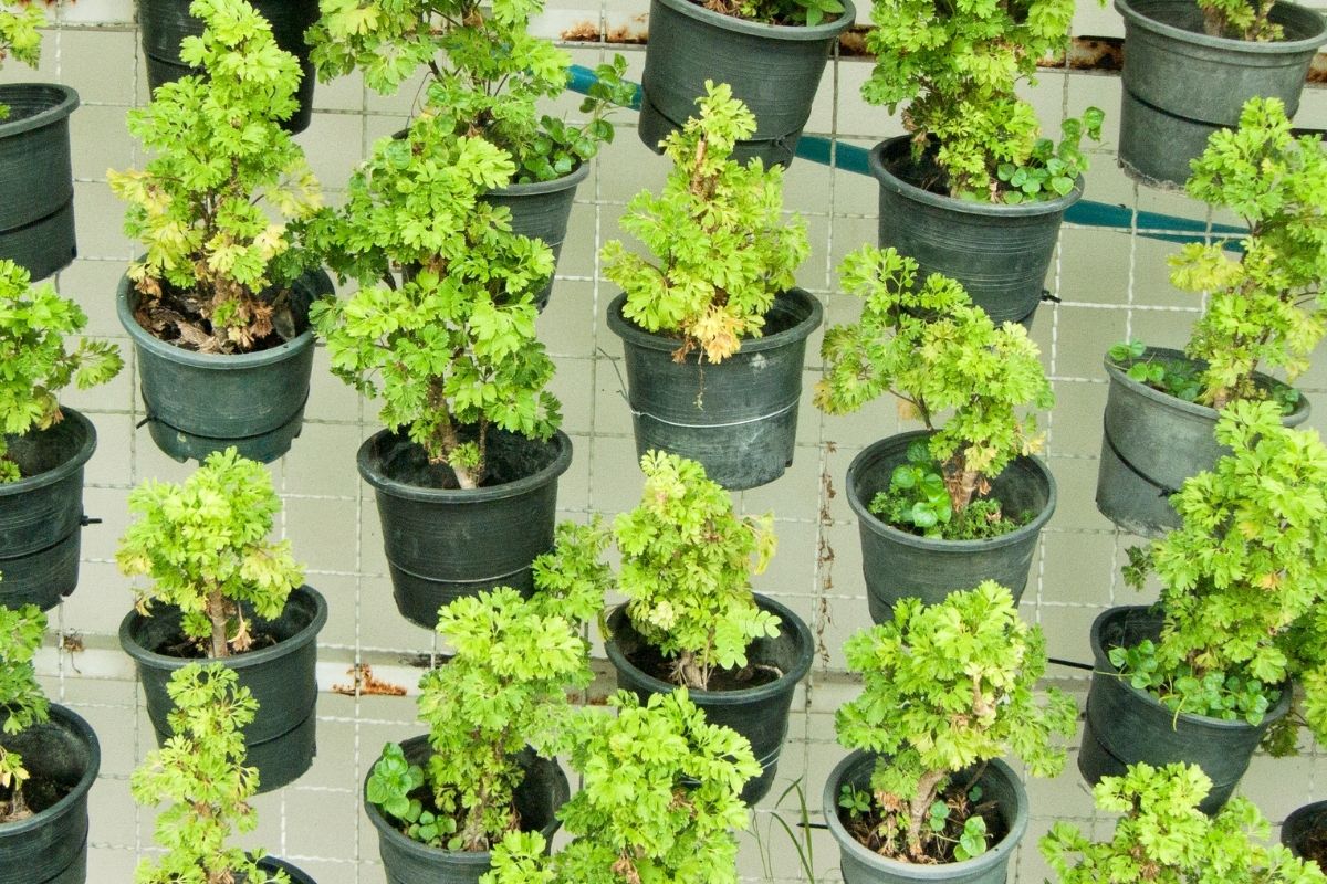 Como fazer jardim vertical artificial? Com pouco dinheiro você faz tudo isso, confira - Foto Canva Pró