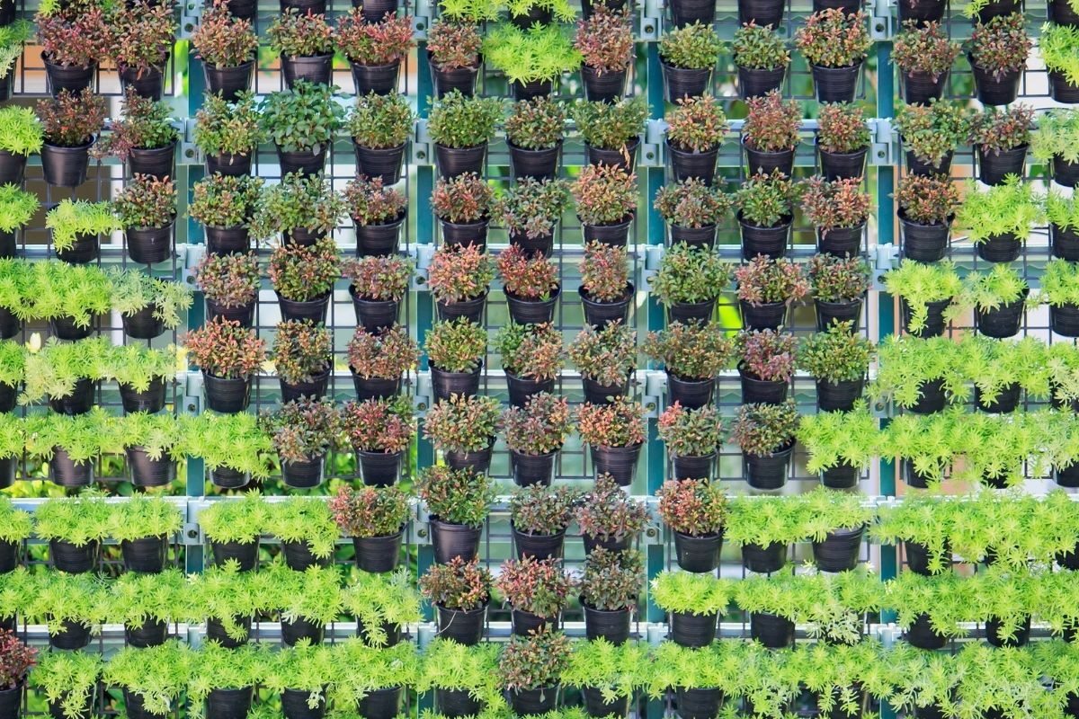 Como fazer jardim vertical artificial? Com pouco dinheiro você faz tudo isso, confira - Foto Canva Pró