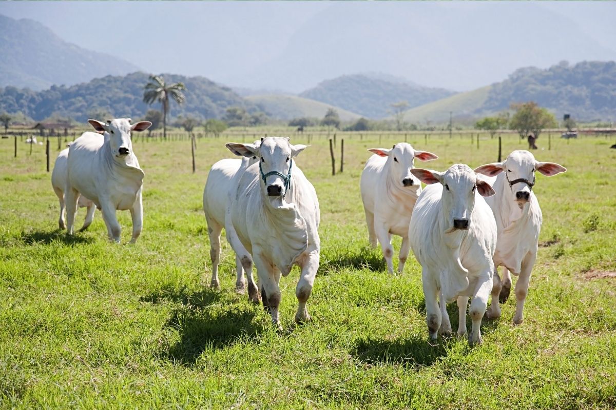 Grama de São Carlos: como plantar? Confira essa dica para plantar em casa! (Fonte: Canva)