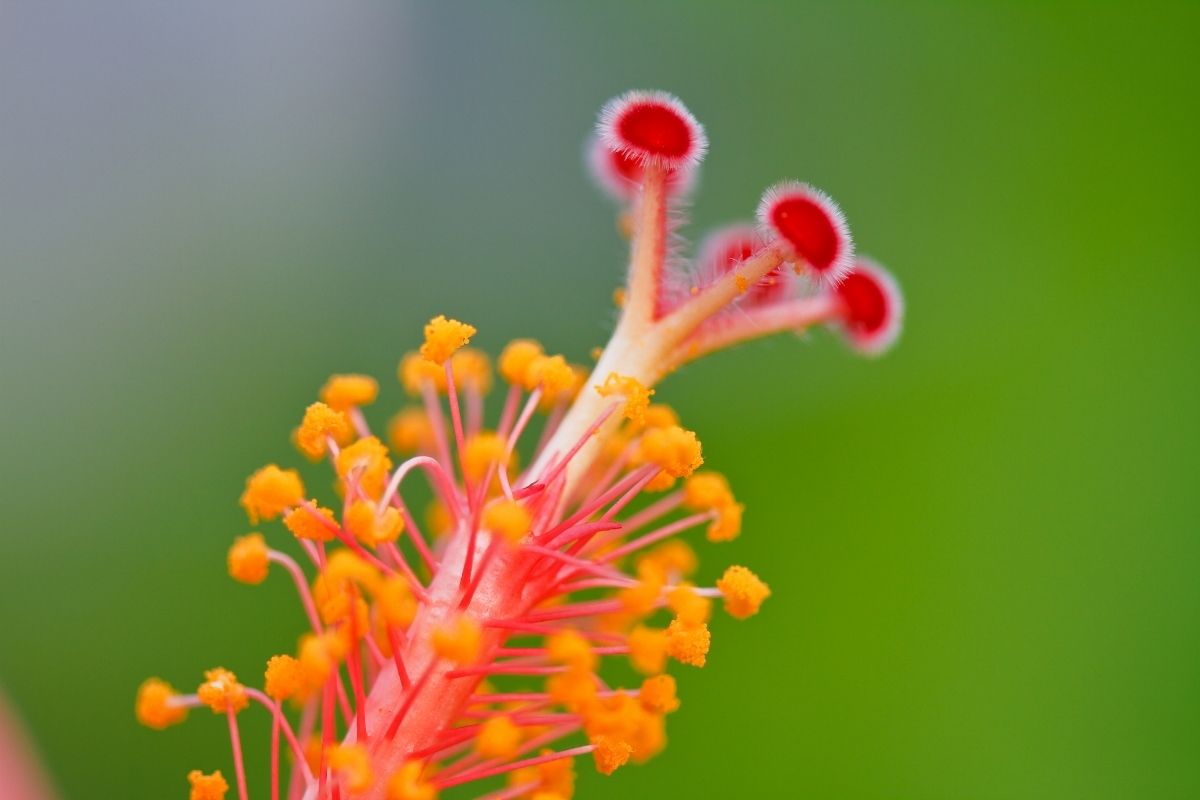 É possível garantir a cor da rosa do deserto? Confira! - Foto: canva