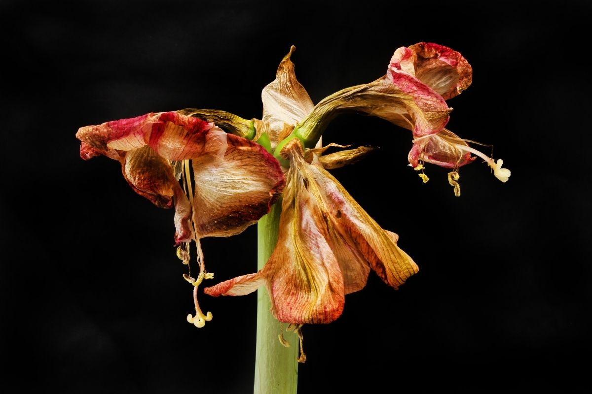 O que fazer quando a flor da amarílis murcha? Com este método ficará bem mais florida! - Foto: canva
