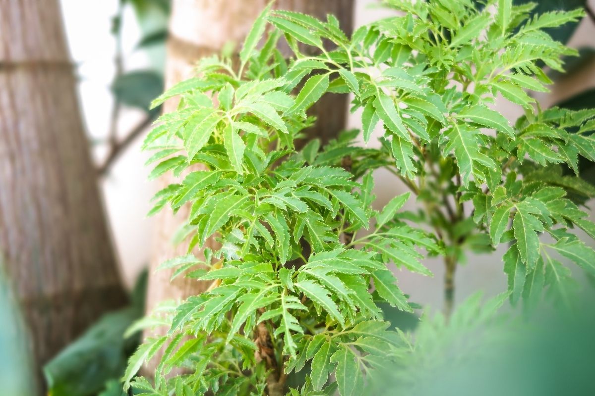 Planta da felicidade: saiba como ela é e como cultivá-la em casa - Foto: canva