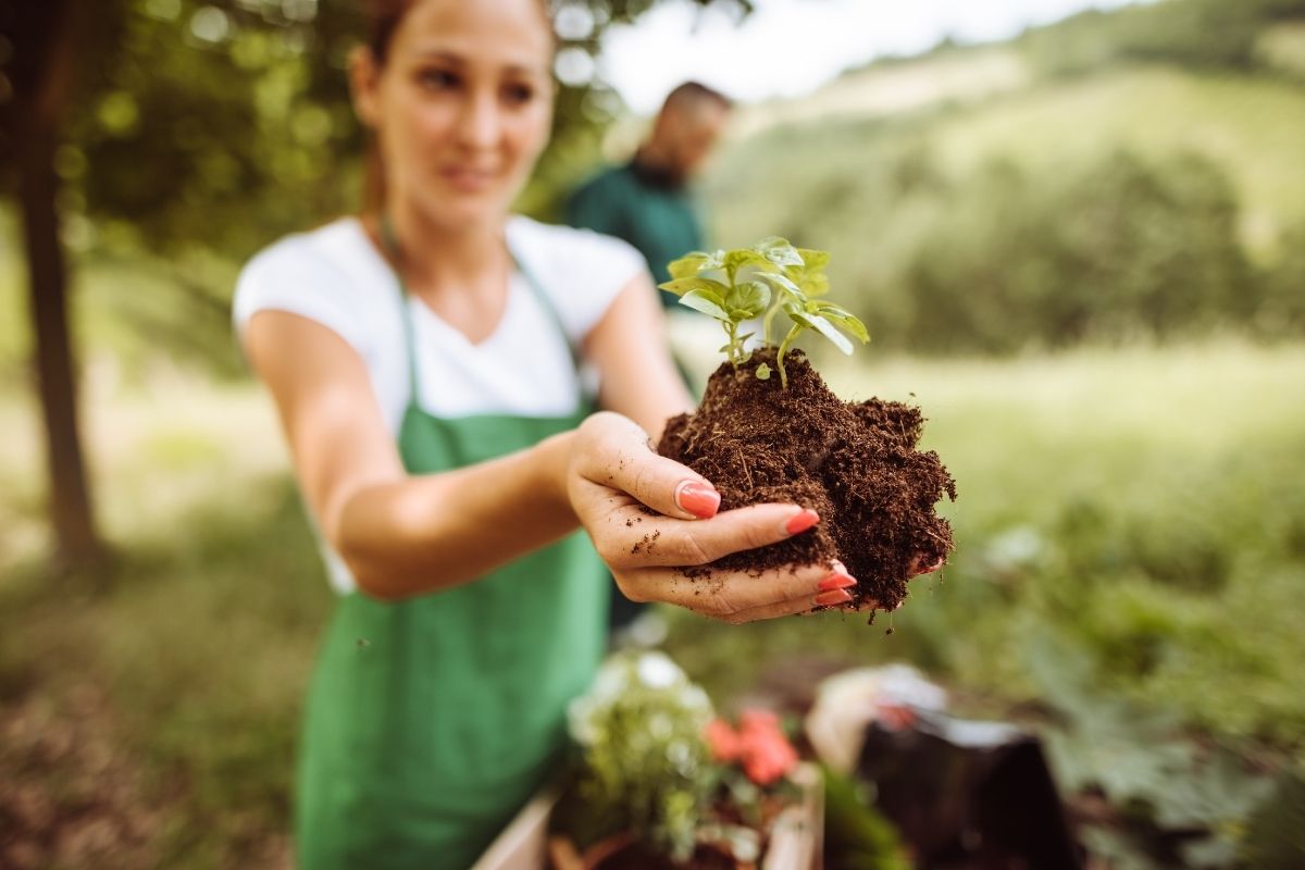Truque bizarro de como cuidar e cultivar rosa do deserto azul! Veja essas dicas incríveis - Foto: canva