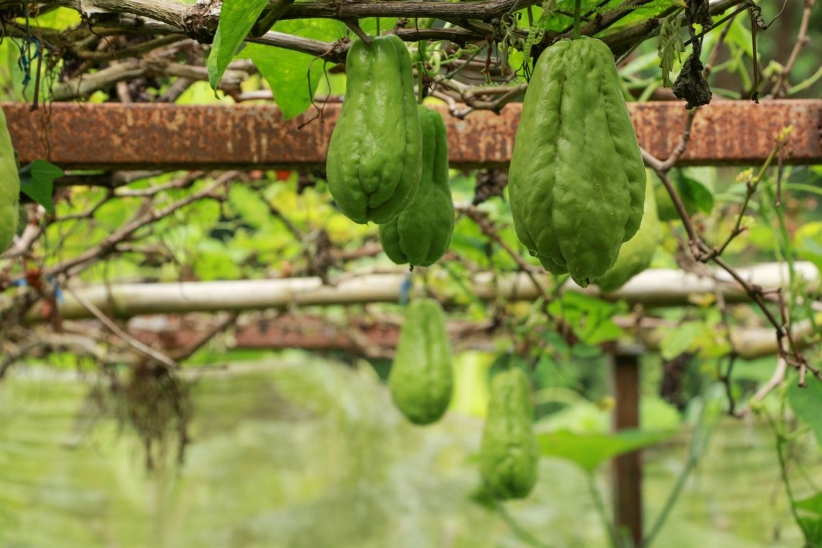 Como plantar chuchu. Aprenda com quem entende, a bióloga ensina - Foto: Canva