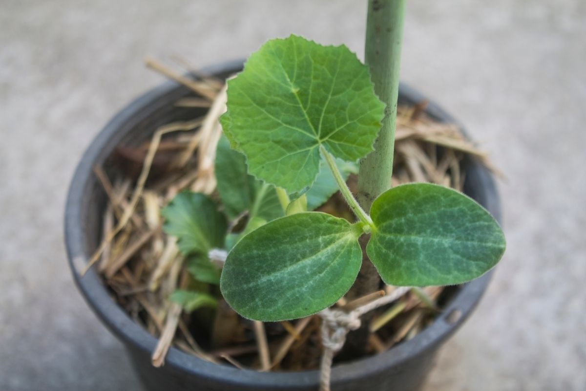 Aprenda a como plantar abóbora de rama em vaso: dicas de especialistas em plantio - Foto: canva