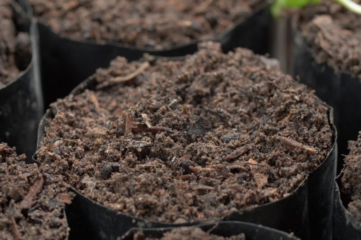 Super dica de como plantar sem gastar muito tempo! Dessa forma fica top - Foto: canva