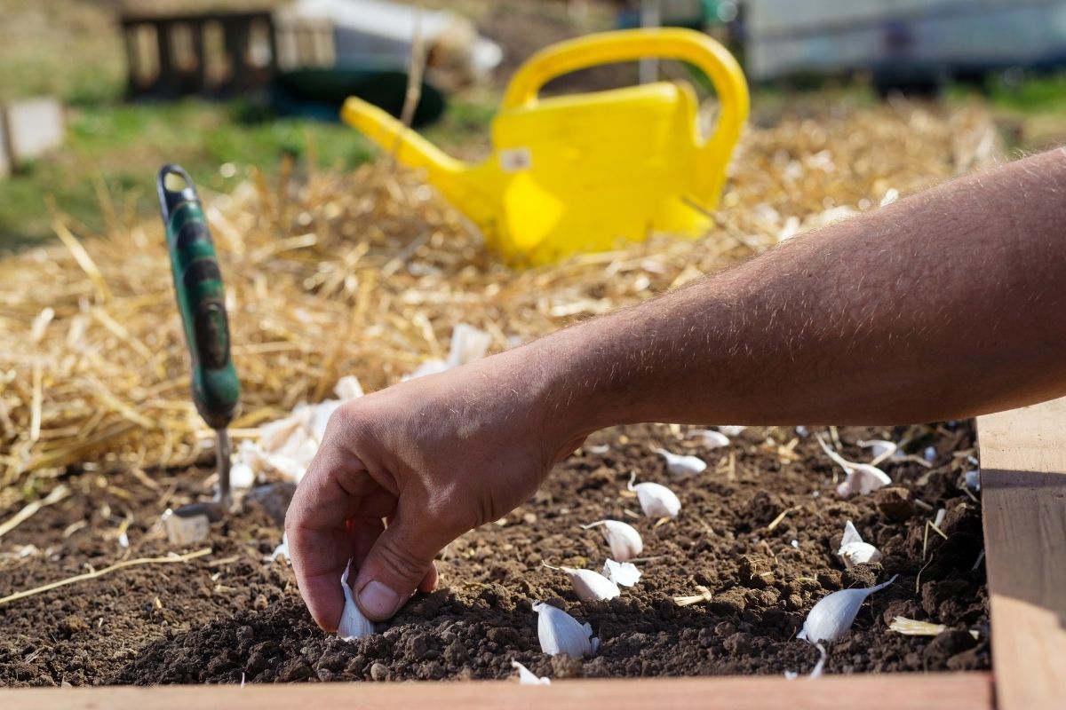 A maneira certa de plantar ALHO em VASOS: guia completo para fazer o certo! - Foto: canva. A maneira certa de plantar ALHO em VASOS: guia completo para fazer o certo! - Foto: canva.