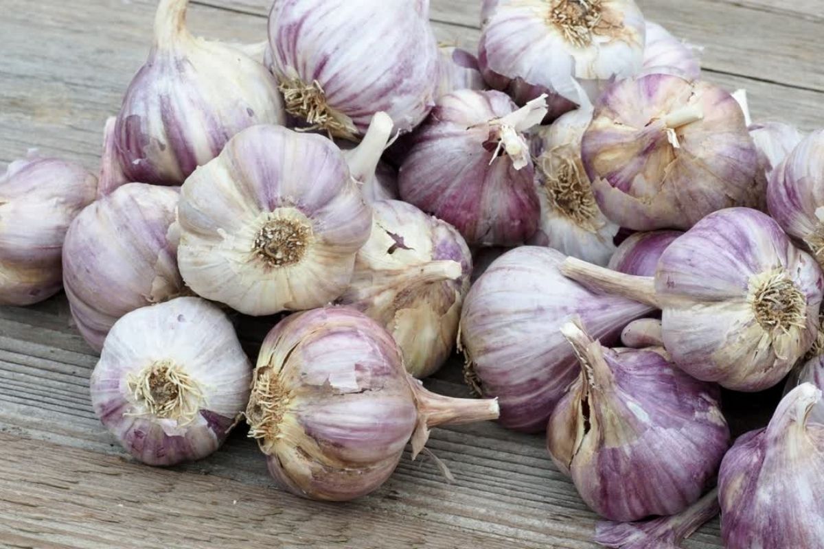 A maneira certa de plantar ALHO em VASOS: guia completo para fazer o certo! - Foto: canva. A maneira certa de plantar ALHO em VASOS: guia completo para fazer o certo! - Foto: canva.