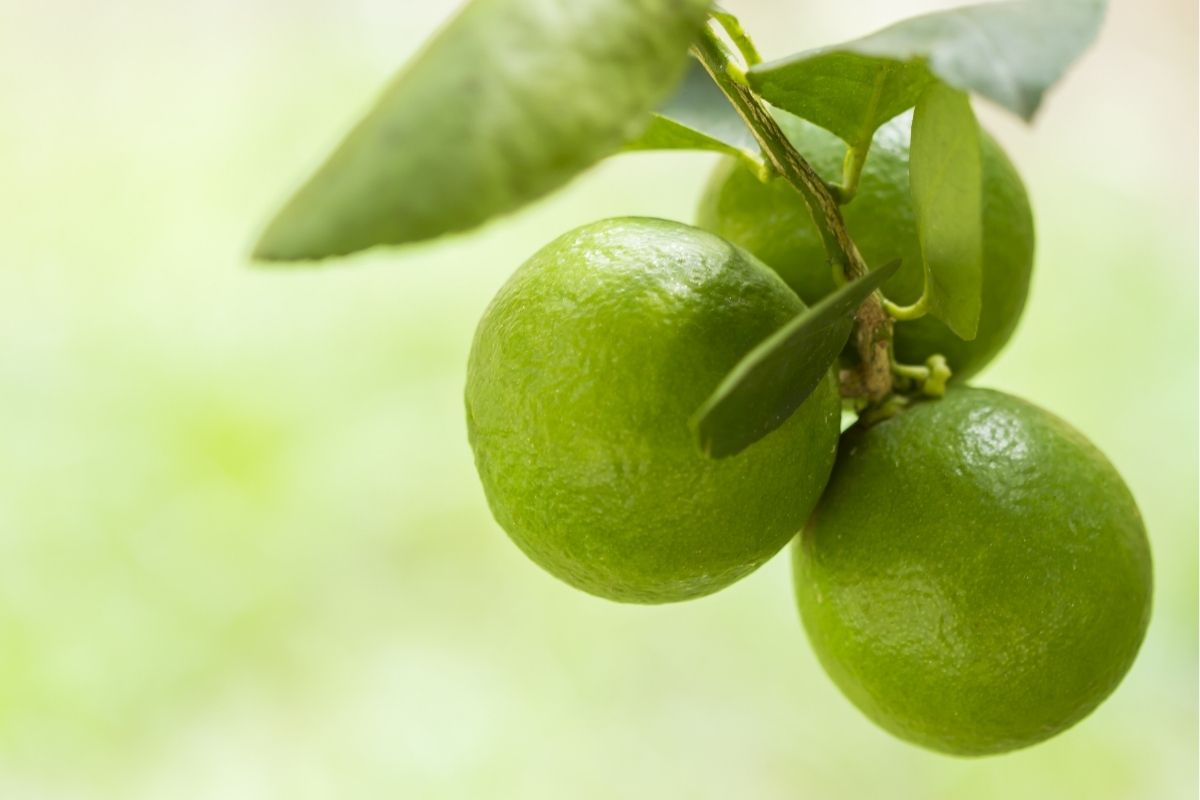 Pavê de limão com chocolate: refrescante e delicioso, você vai se surpreender! (Fonte: Canva)
