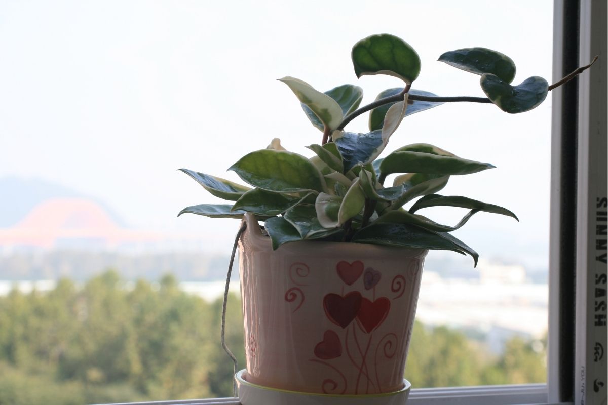 Vai plantar em vasos? 10 respostas rápidas para algumas dúvidas, saiba quais são - Fonte: Canva