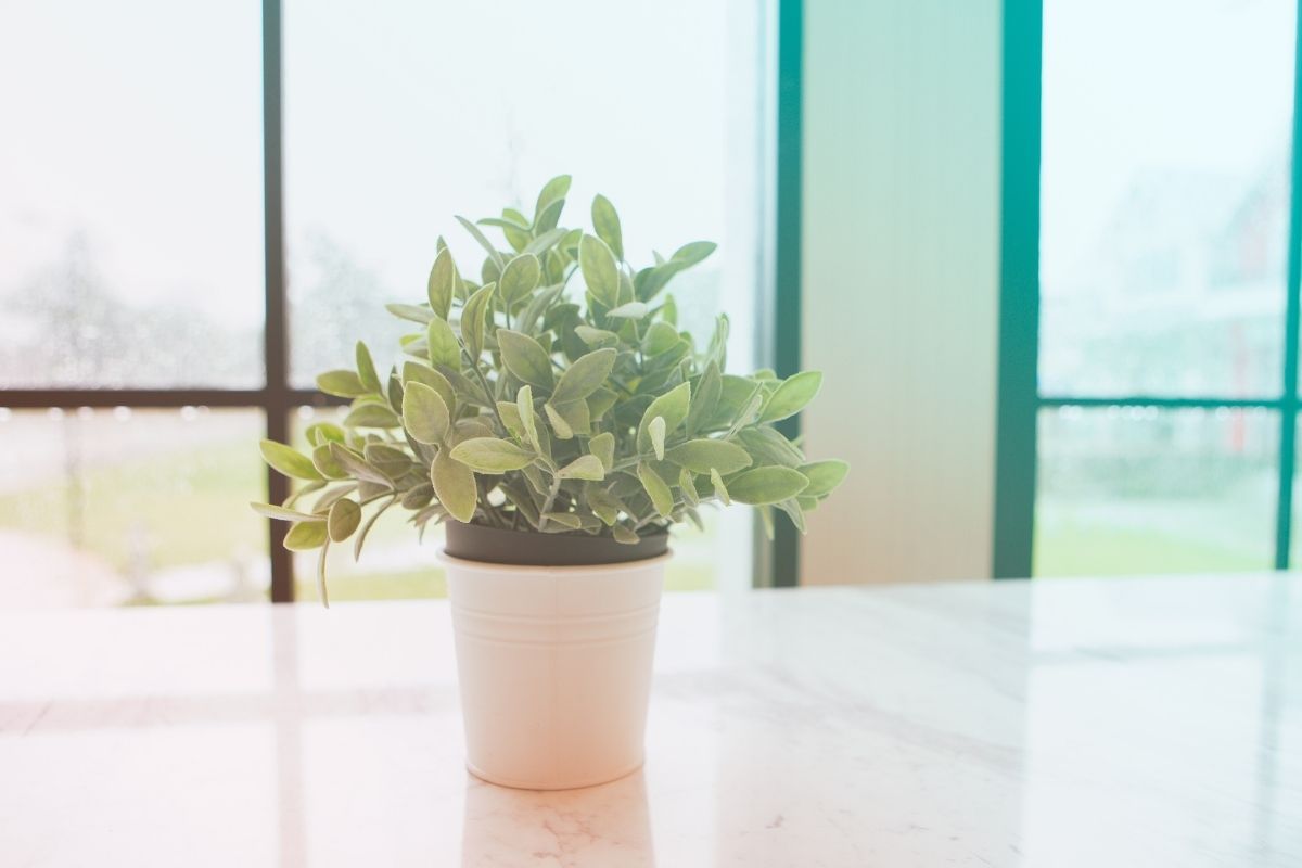 Vai plantar em vasos? 10 respostas rápidas para algumas dúvidas, saiba quais são - Fonte: Canva Vai plantar em vasos? 10 respeitos rápidos para algumas dúvidas, saiba quais são Fonte: Canva