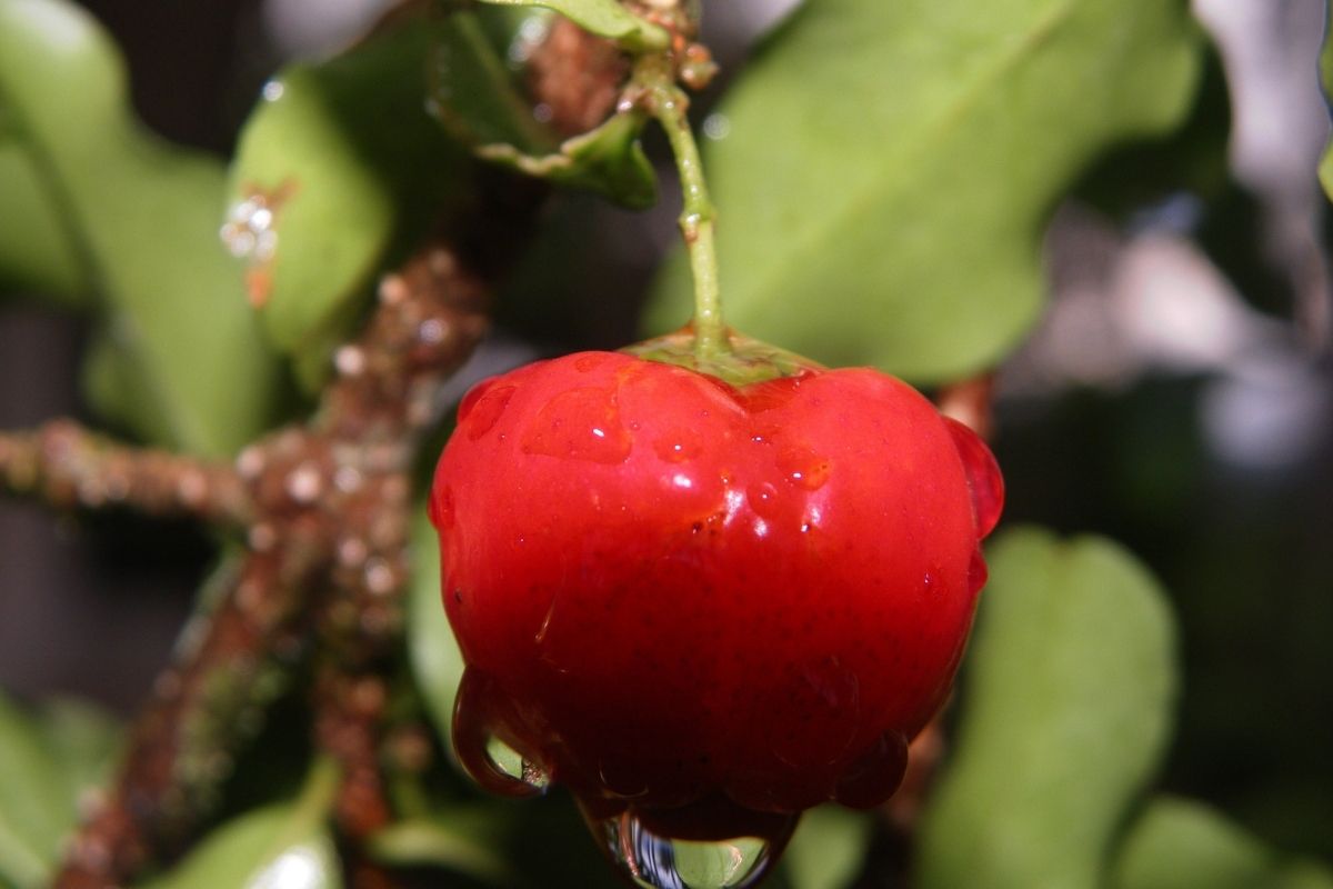 Acerola em vaso: cultive em poucos dias Fonte: Canva