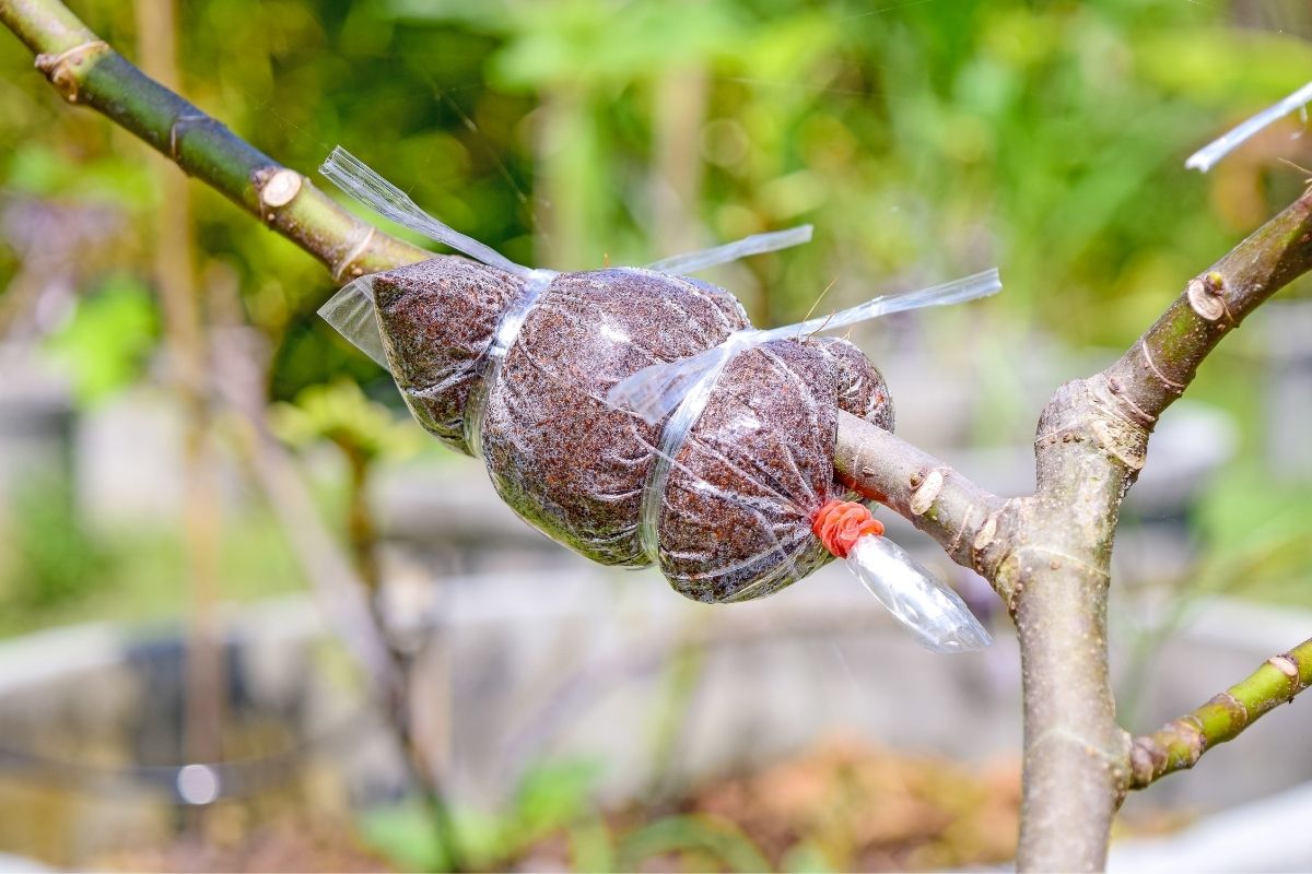 Rosa do deserto: Passo a passo para salvar caudex sem gema de brotação Fonte: Canva