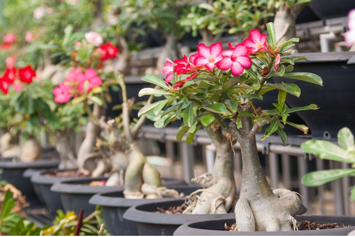 Plantação de rosa do deserto