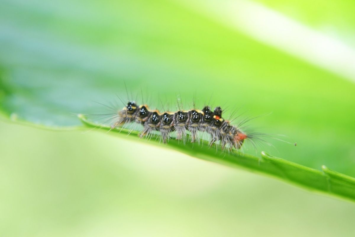 Inseticida caseiro para plantas: antipraga! Faça essa receita e suas plantas vão agradecer (Fonte: Canva)