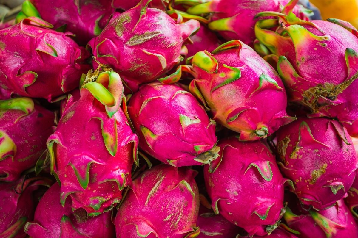 Descubra a fórmula secreta de como plantar pitaya em vaso: Muito fácil o processo, siga esse passo a passo! -Foto: canva