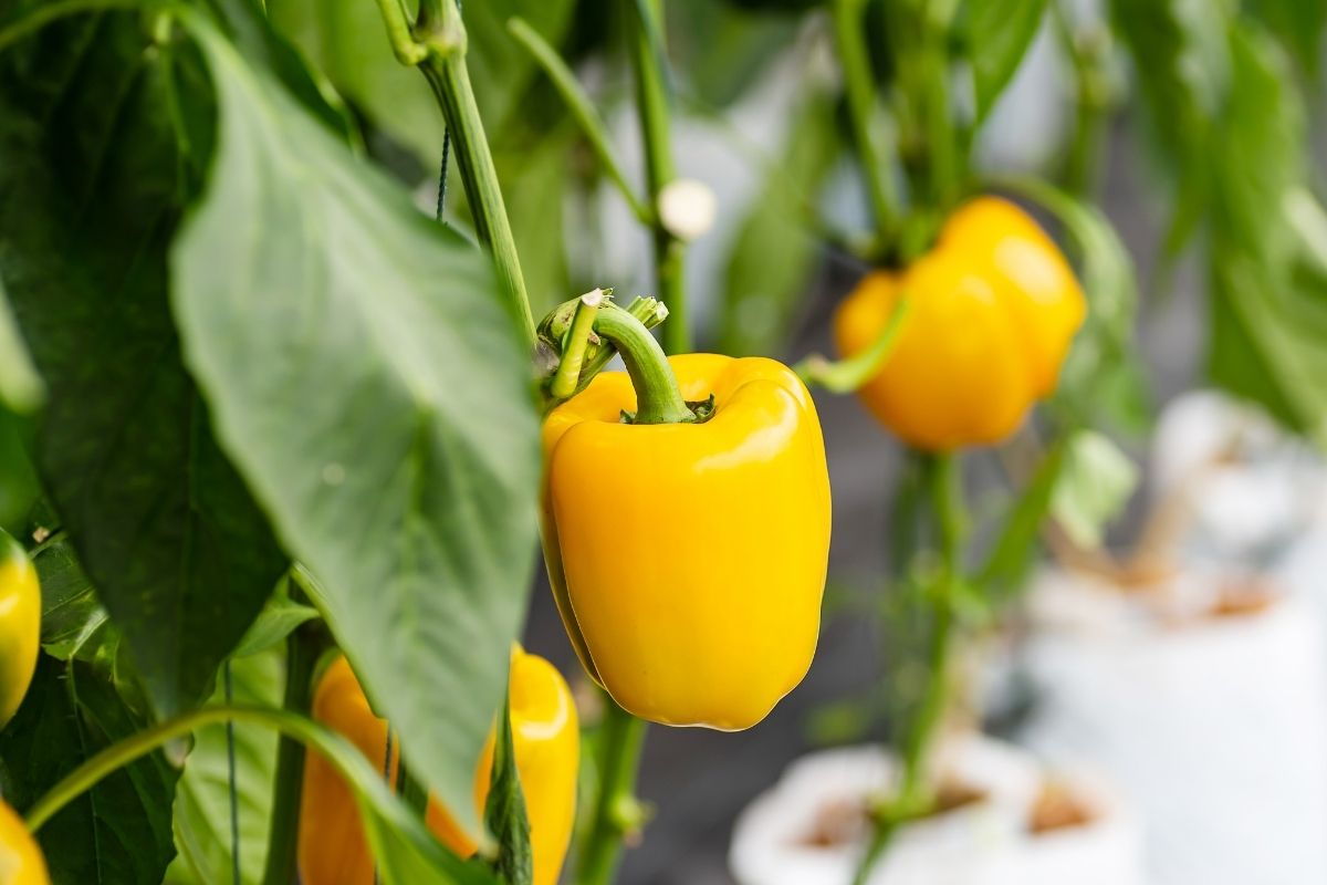 Pimentão no chão! Fórmula secreta como plantar em casa e colher muito! Fonte: Canva