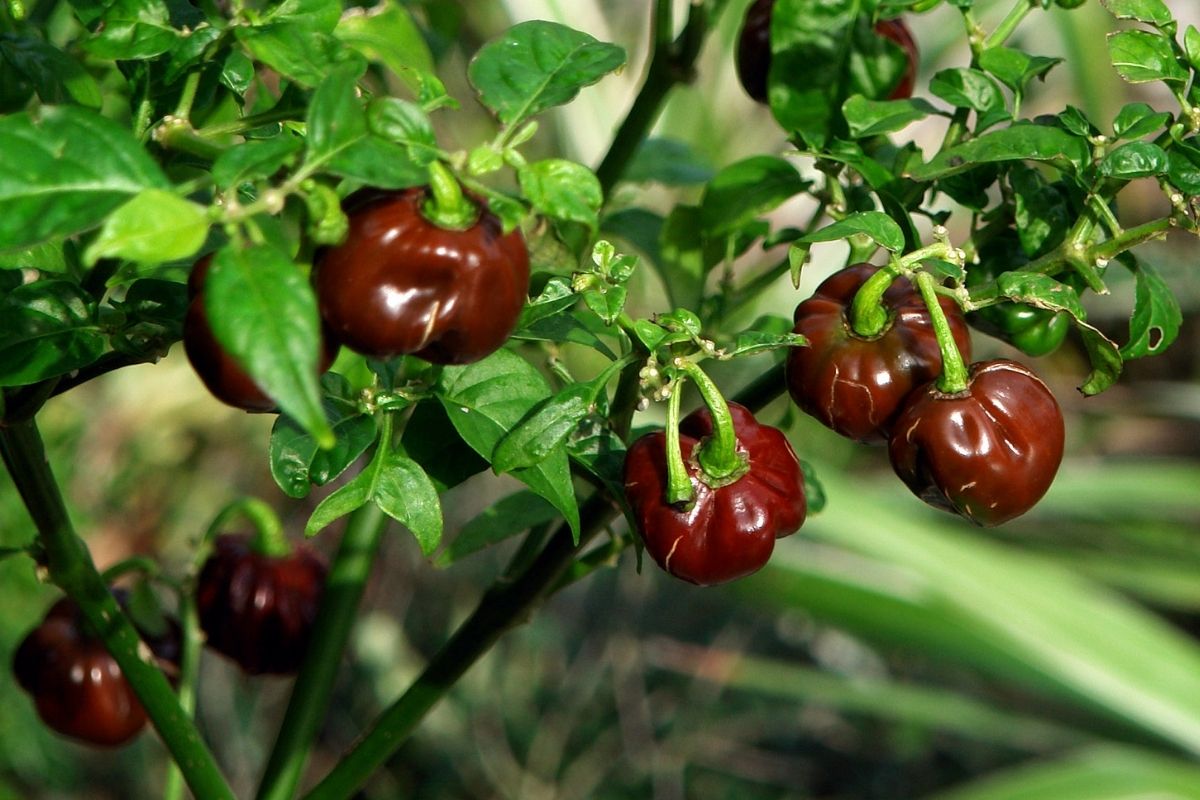 Pimentão no chão! Fórmula secreta como plantar em casa e colher muito! Fonte: Canva