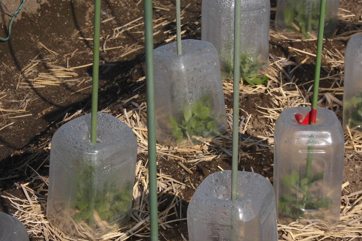 O que você deveria saber antes de fazer uma horta de garrafa pet em casa, veja isso Fonte: Canva