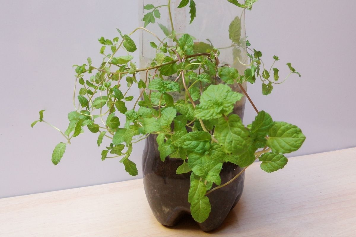 hortelã plantado em garrafa pet