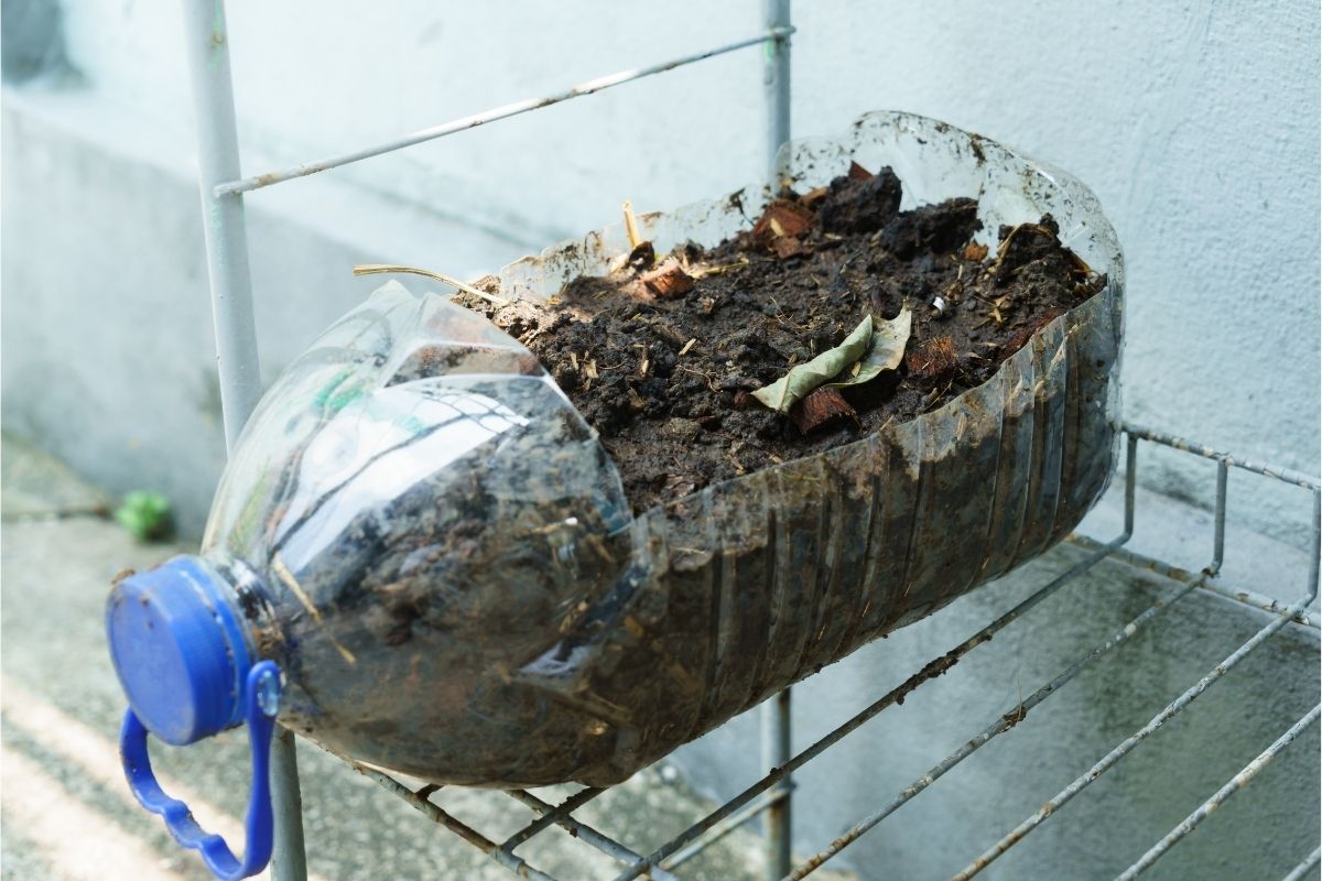 O que você deveria saber antes de fazer uma horta de garrafa pet em casa, veja isso Fonte: Canva