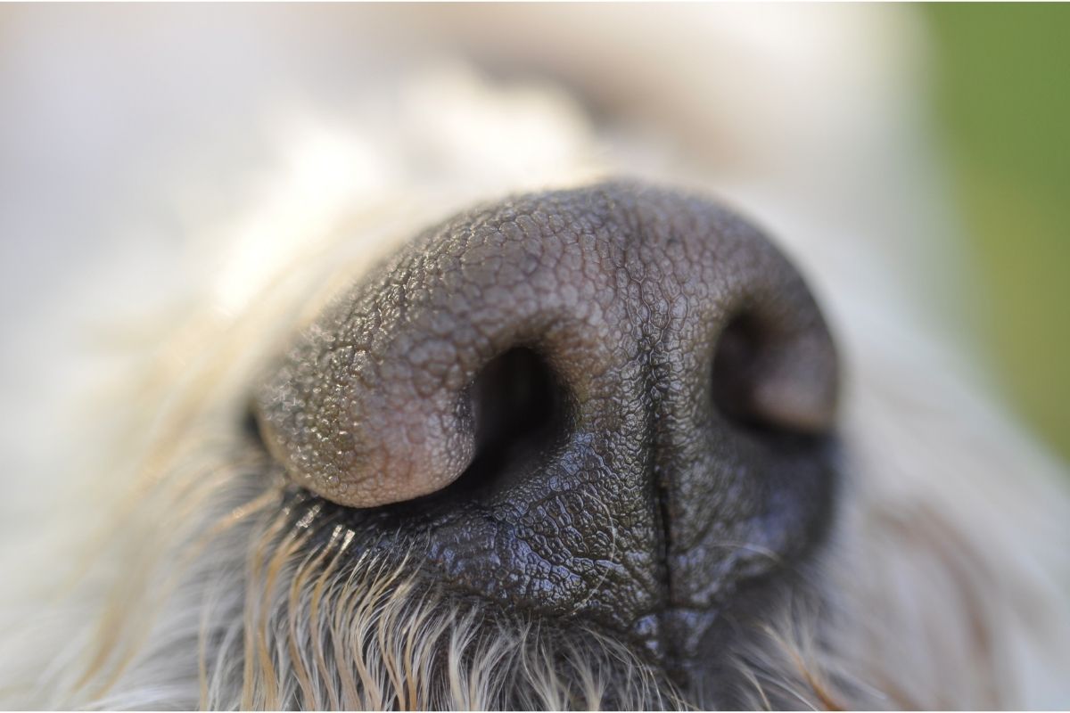 Limpar nariz de cachorro em casa: saiba como Fonte: Canva