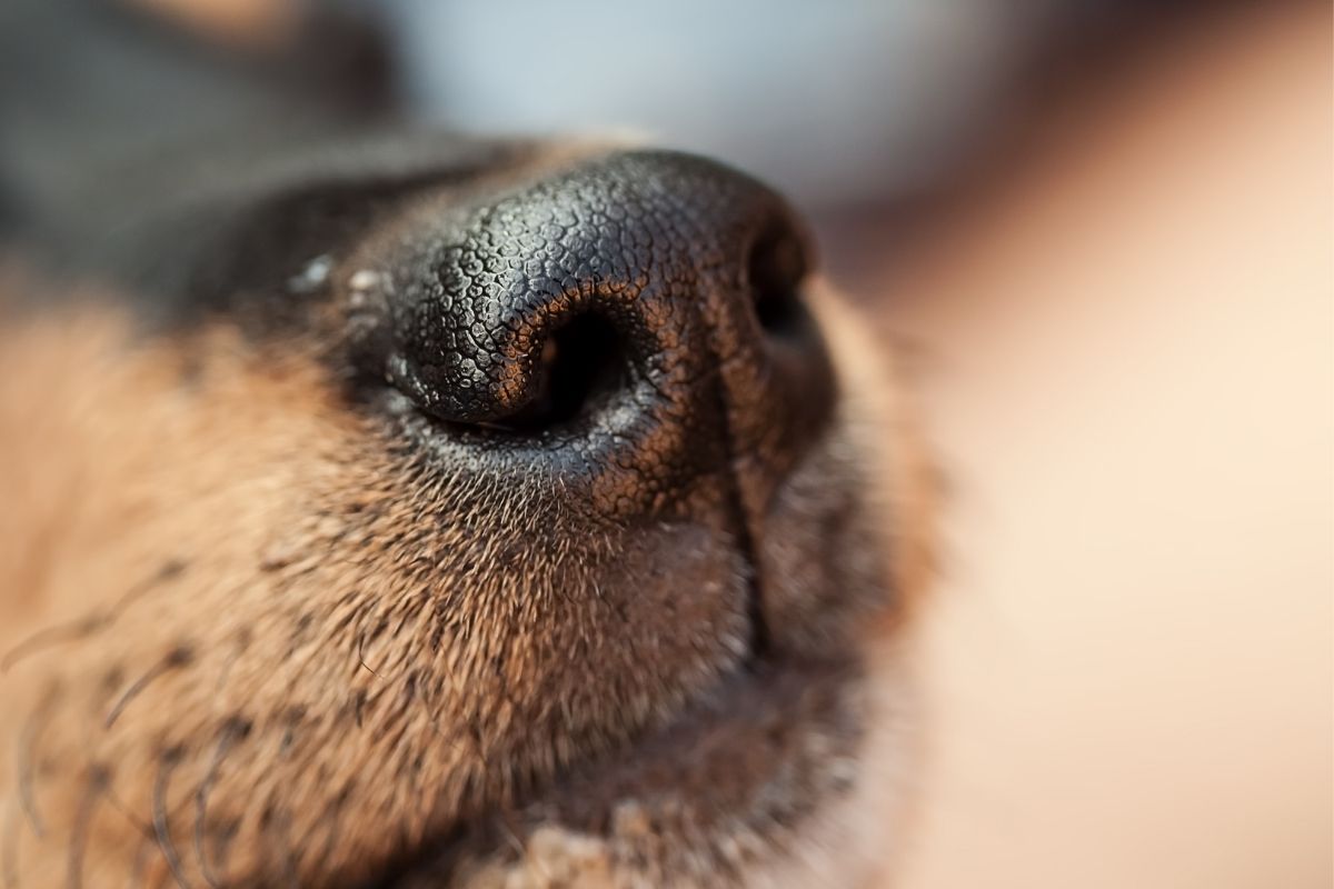Limpar nariz de cachorro em casa: saiba como Fonte: Canva