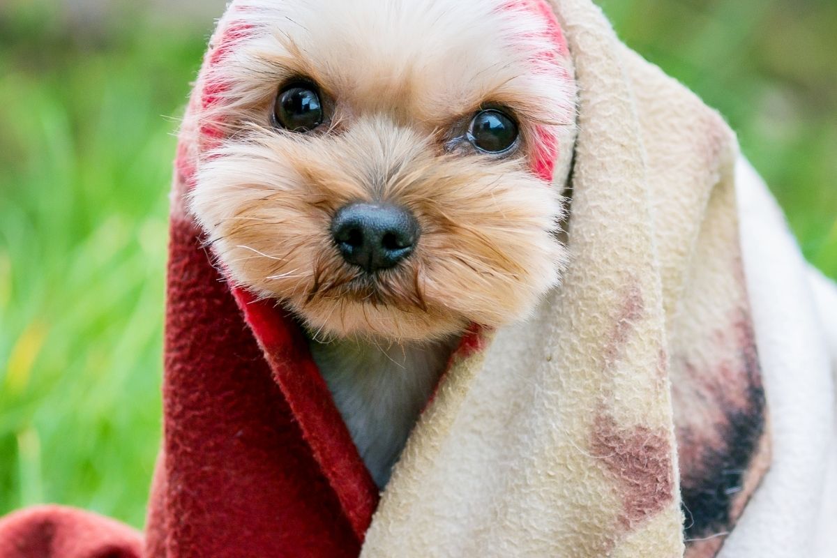 Limpar nariz de cachorro em casa: saiba como Fonte: Canva