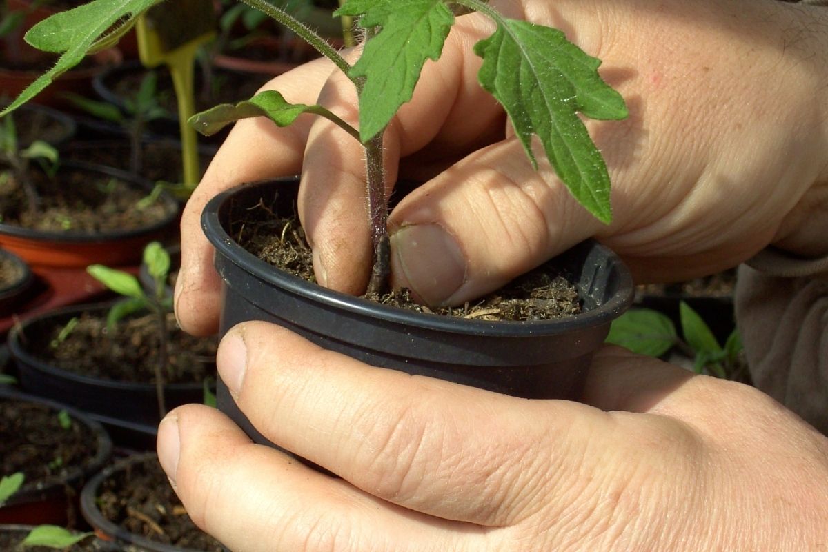 Como fazer furos no fundo de vasos para plantas? Entenda! Fonte: Canva